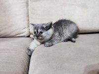 Dişi, Silver Ayı Surat Safkan Yavru Kedimiz