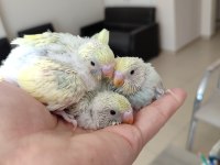 Ev Üretimi Yavru Muhabbet Kuşlar