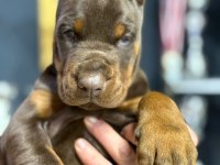 Avrupa’nın en iri european doberman yavruları