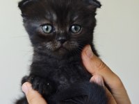 Scottish Fold Blue Point
