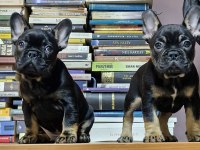 Black Tan French Bulldog İzmir