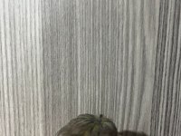 Seçmeli Kanaryalar Dişi Ve Erkek