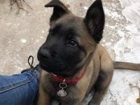 Good Damn Bir Belçika Kurdu