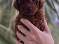 Safkan Poodle Yavrusu Sevgi Dolu Dostunuz