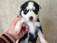 Sibirya Kurdu Yavrularımız Veteriner Kontrollü