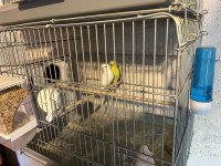 Komple Kuş Üretimhanem Sahiplendirilecektir