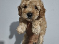 Toy Poodle Yavruları