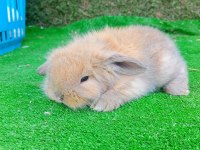 Hollanda teddy lop tavşan yavrular