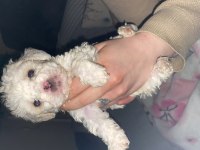 Sahiplendirilecek Terrier