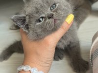 Lokum British Bebeklerimiz