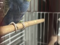 Rainbow Muhabbet Kuşu