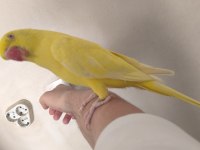 Mutasyon Pakistan Papağanı Evcil