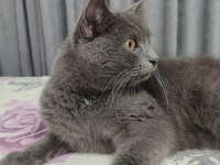 Kedimiz için yardıma ihtiyacımız var