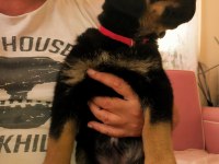 Safkan Dişi Rottweiler Yavru Köpekler