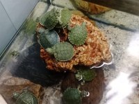 Prehistoricpets güvencesi ile kırmızı yanaklı kaplumbağa