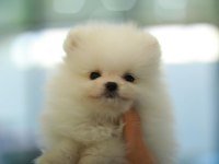 Pomeranian Boo Köpeği Yavruları