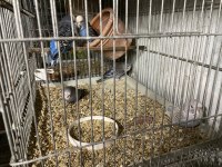 Yavru muhabbet kuşu