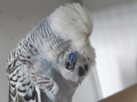 Show erkek muhabbet kuşu 23 bilezik vasıflı