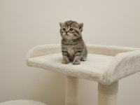 Golden British Shorthair Yavrular