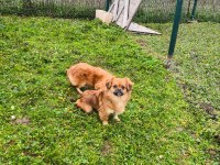 Uyguna Sahiplendirilecek 2 Yaşında Pekinez Dişi