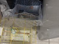 Yavrulu Yumurtalı Bakıcı Muhabbet Kuşu Takımlar