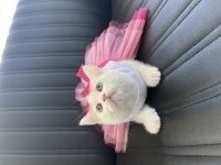 Orjinal Yüz Hatlarına Sahip Ayı Surat Top Kafa British Kedimiz