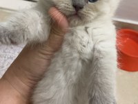 Leo sahibini arıyor scottish fold