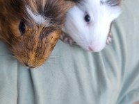 Guinea Pig 7 Aylık 2 Erkek