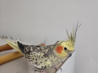 Ev Bakımlı Temiz Eş Kuşlar