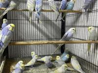 Üst vasıf rainbow muhabbet kuşu yavrular