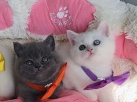 Nadir Bulunan Oddeyes Ve Blue British Bebeğim