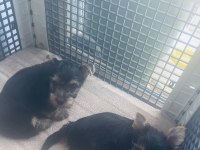 Safkan Yorkshire 2 Erkek