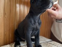 Gerçek Dev Adayları Cane Corso