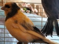 1 yaşında çift kanarya