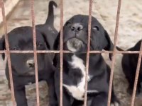 Orijinal cane corso yavrular