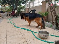 Alman kurdu yavrularımız