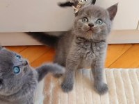 Gri Lilac Erkek Ve Dişi Yavru Kediler