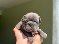 Çok Özel Lilac Tan Merle Ve Blue French Bulldog Yavrularımız