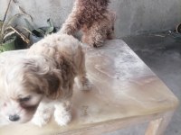 Küçük Boy Maltipoo