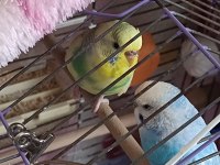 Sağlıklı çift muhabbet kuşu yumurtalı