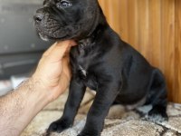 Gerçek Dev Adayları Cane Corso