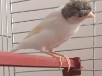 10 Aylık Erkek Ötümde Kanarya