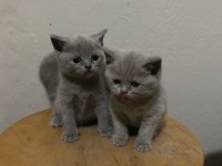 Mavi Gözlü Orjinal British Yavru Bebekler