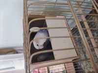 Dişi Sevda Papağanı