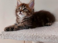 Full Şecereli Maine Coon Unvanlı Ebeveynlerden Polydactil