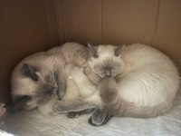 Safkan British Shorthair Yavrularım Yuva Arıyor