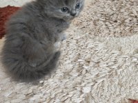 Koca Kafalı British Shorthair Bebişler