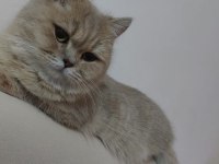 1 Buçuk Yaşında Şecereli Dişi British Shorthair