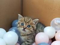 British Shorthair Yavru Kedisi
