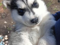 Uygun fiyata sağlıklı husky yavrular